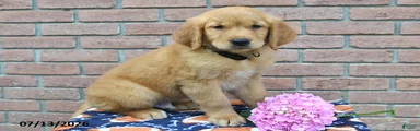 Banjo