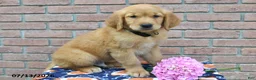 Golden Retriever dogs for sale: Banjo - Ad 1