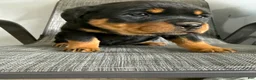 Rottweiler dogs for sale: Lacie - Ad 20