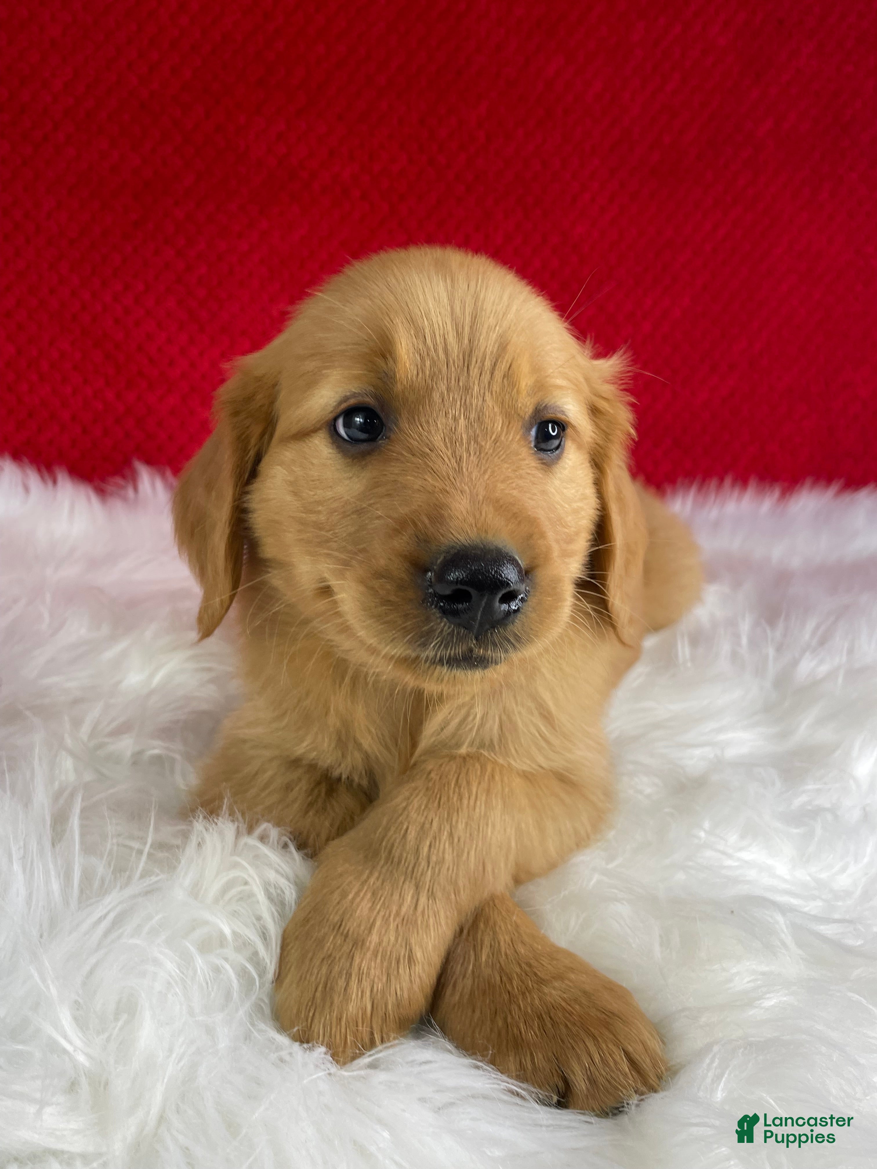 Golden Retriever dogs Maggie - Ad 2