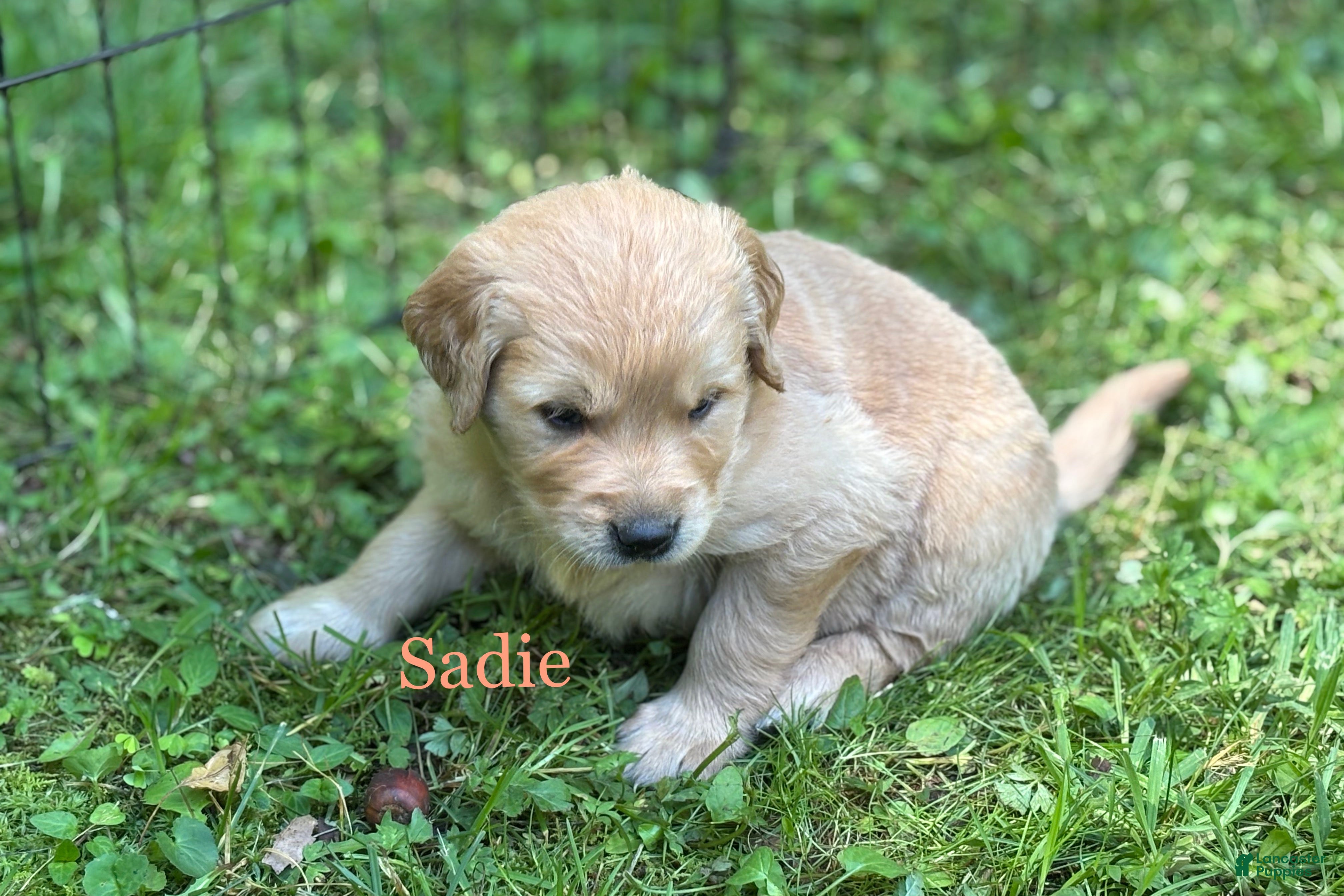 Golden Retriever dogs Sadie - Ad 1