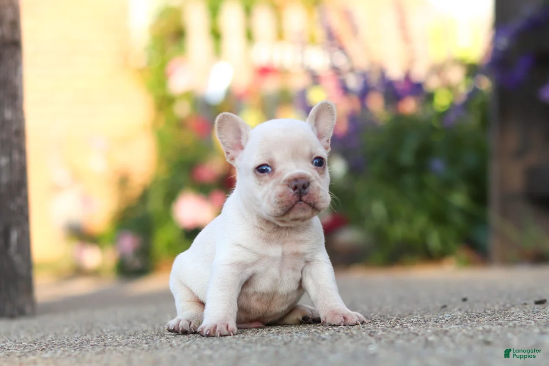 French Bulldog dogs for sale: Chester - Ad 1