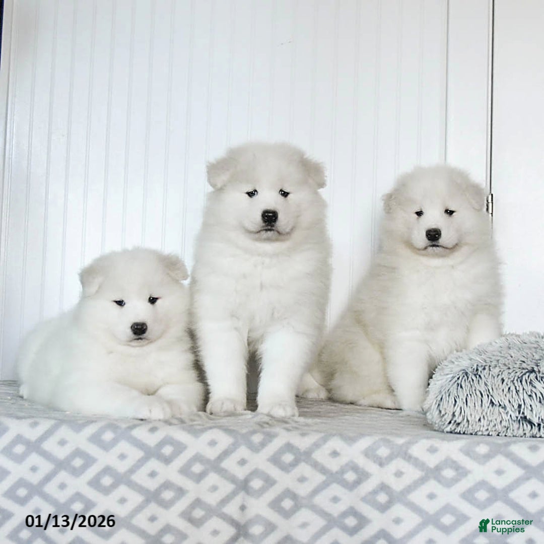 Samoyed dogs for sale: Pearl - Ad 5