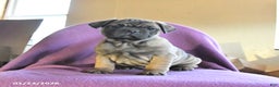 Frug dogs for sale: Tank - Ad 4