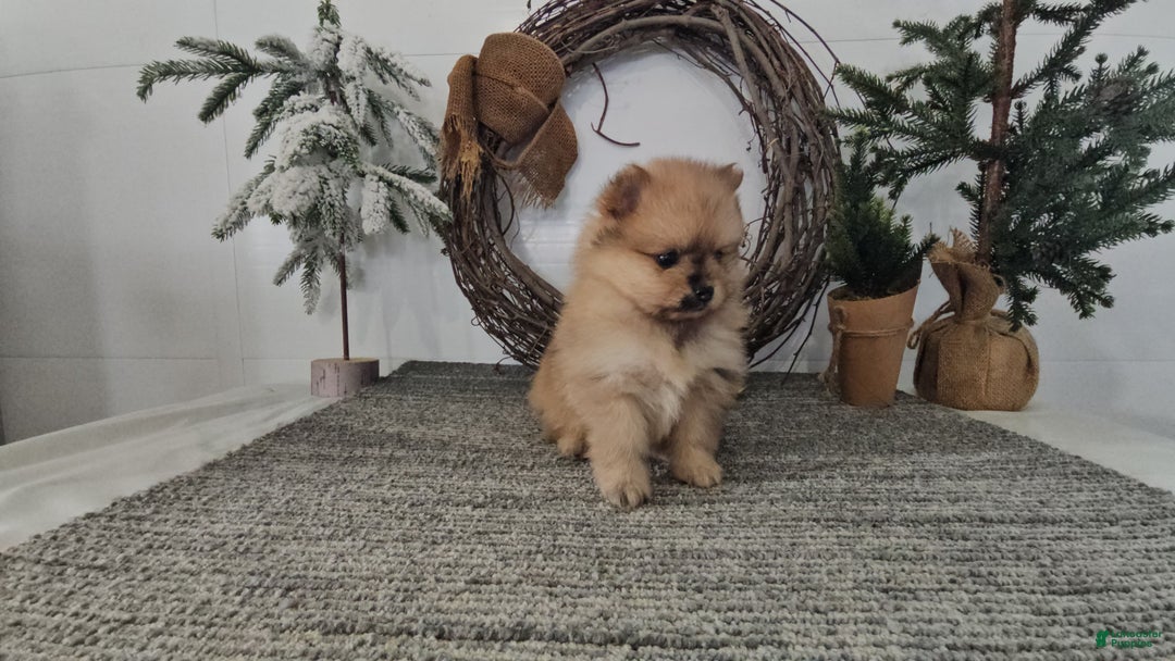 Pomeranian dogs for sale: Blondie - Ad 2