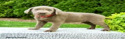 Labrador Retriever dogs for sale: Ruben - Ad 1