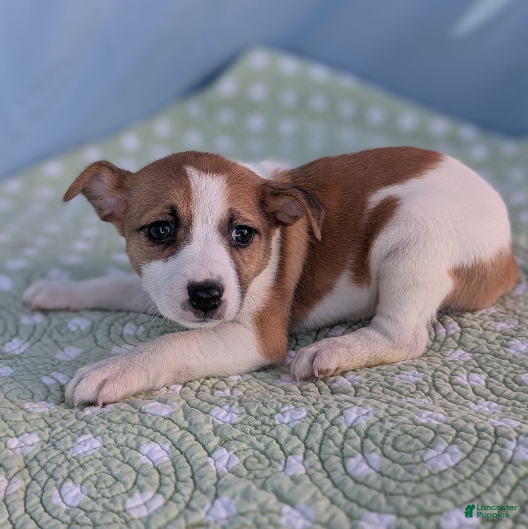 Rat Terrier dogs for sale: Cinnamon - Ad 9