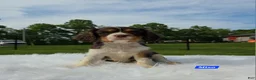 Cavalier King Charles Spaniel dogs for sale: Miso - Ad 1