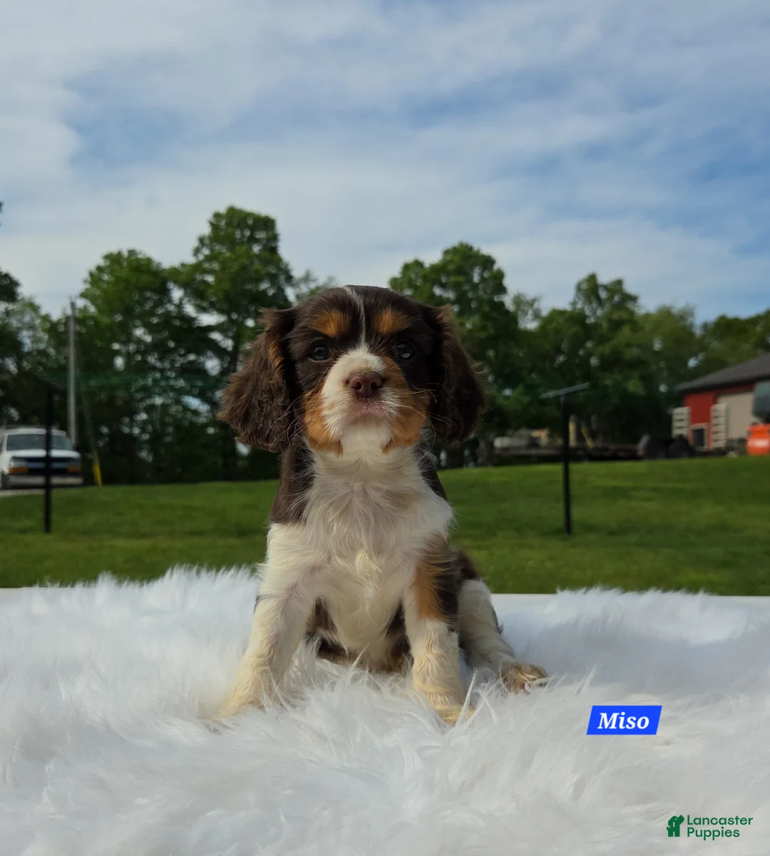 Cavalier King Charles Spaniel dogs for sale: Miso - Ad 1
