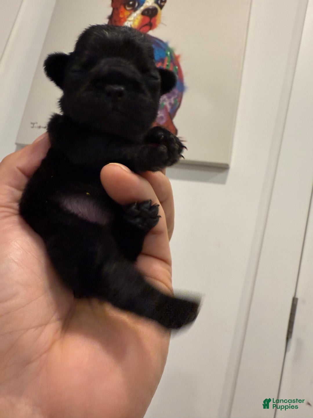 French Bulldog dogs for sale: Shadow  - Ad 2