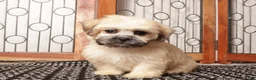 Shorkie dogs for sale: Max - Curious Shorkie  - Ad 3