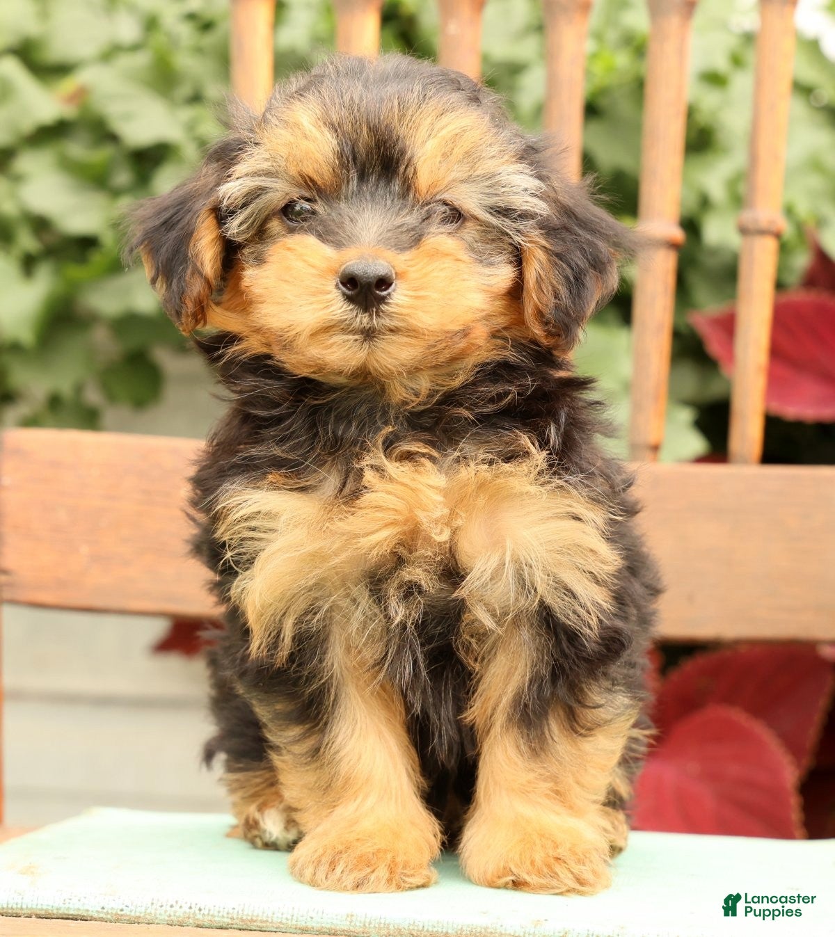 Morkie dogs Delaney - Ad 1