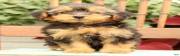 Morkie dogs for sale: Delaney - Ad 1