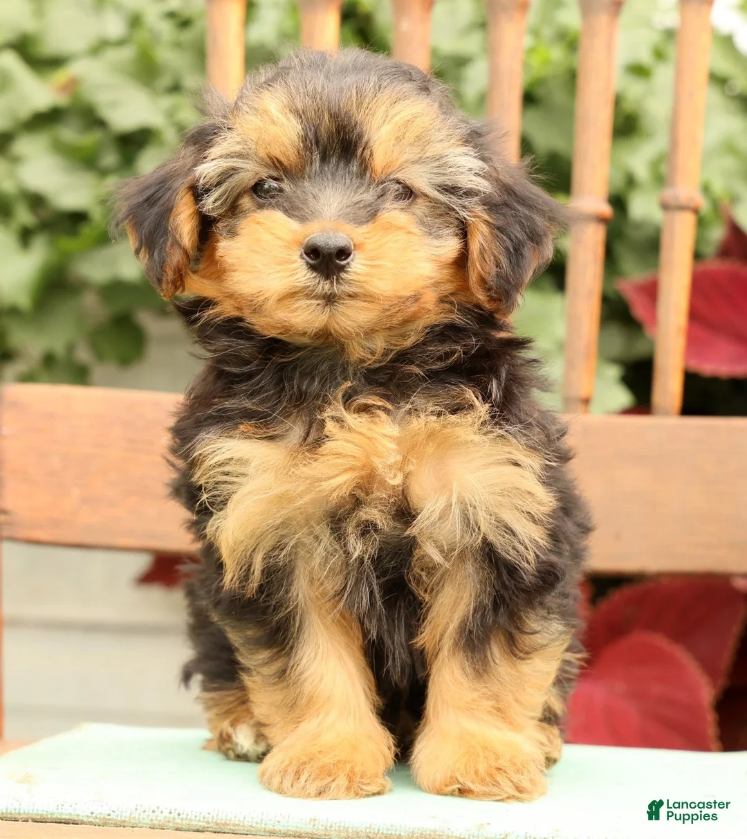 Morkie dogs for sale: Delaney - Ad 1