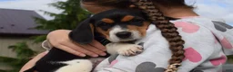 Beagle dogs for sale: Kaisley  - Ad 2