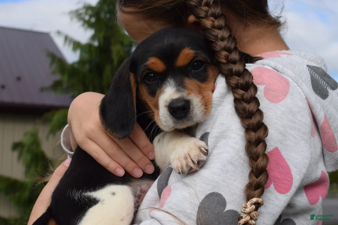 Beagle dogs for sale: Kaisley  - Ad 2