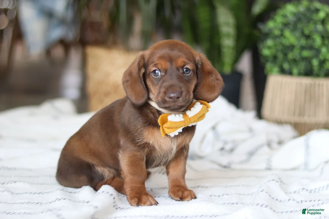 Miniature Dachshund dogs for sale: Chorizo - Ad 1