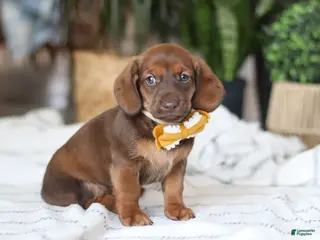 Miniature Dachshund dogs Chorizo - Ad 20