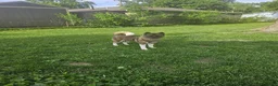 Akita dogs for sale: Akita Puppy 1 - Ad 6
