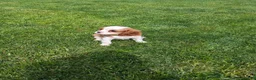 Cavalier King Charles Spaniel dogs for sale: Krissie - Ad 10