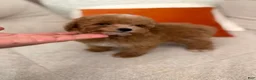 Toy Poodle dogs for sale: Hazel - Ad 5