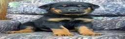 Rottweiler dogs for sale: Joey - Ad 3