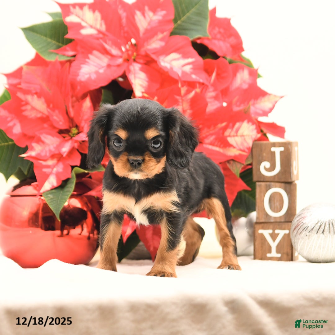 Cavalier King Charles Spaniel dogs for sale: Jingle  - Ad 3