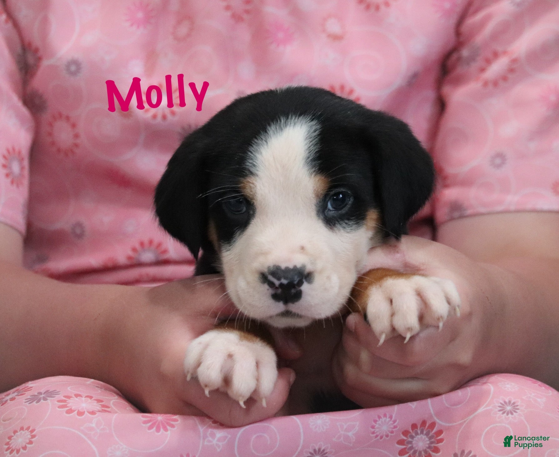 Greater Swiss Mountain Dog dogs Greater Swiss Mountain Dog Puppy 3 - Ad 1