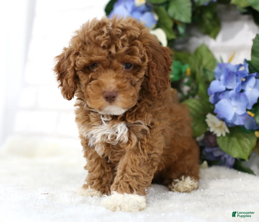 Miniature Poodle dogs for sale: Chase - Ad 2