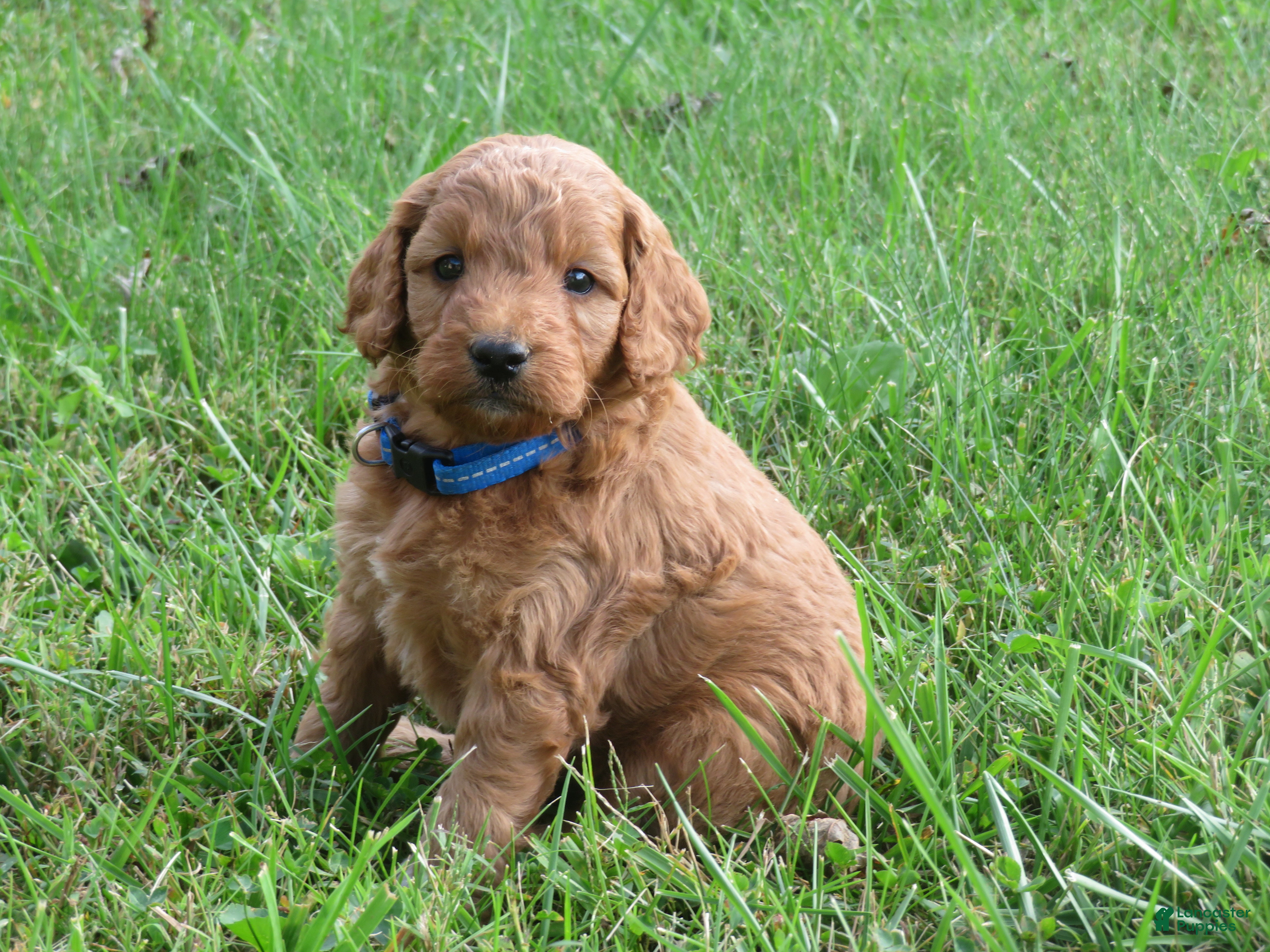 Mini Goldendoodle dogs Cappuccino  - Ad 1