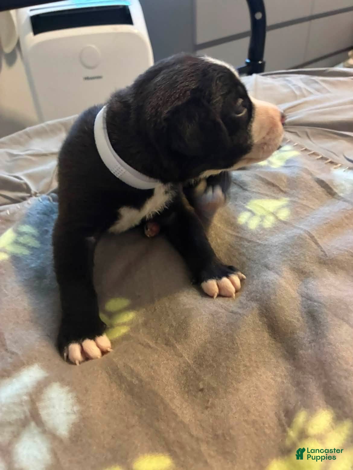 Mixed Breed dogs Mixed Breed 1 - Ad 39