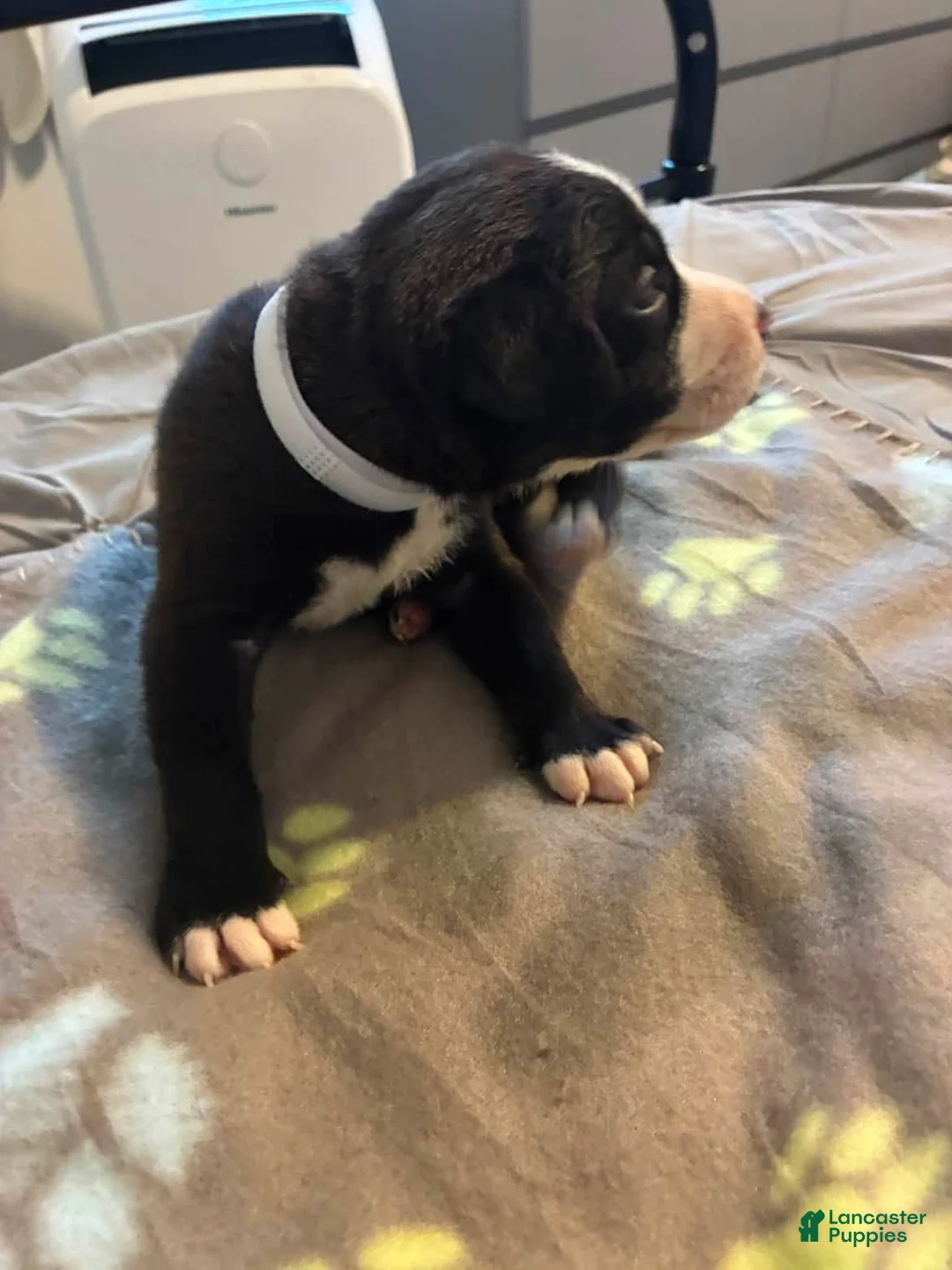 Mixed Breed dogs for sale: Mixed Breed 1 - Ad 1