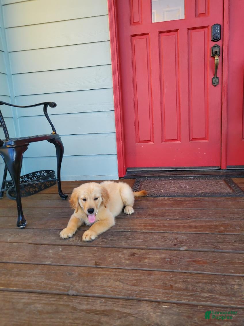 Golden Retriever dogs Orange Girl - Ad 1