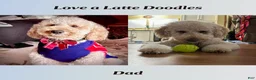 Goldendoodle dogs for sale: Ms. Cappuccino - Chocolate Phantom Merle Goldendoodle - Ad 7