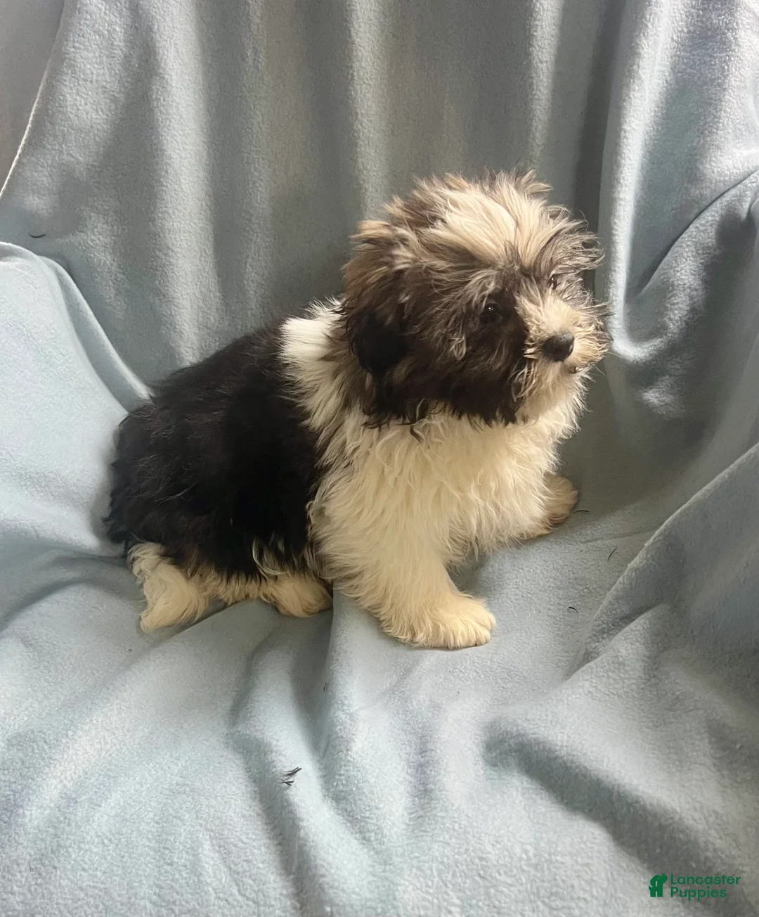 Shih Tzu dogs for sale: Teddy-Boy - Ad 5