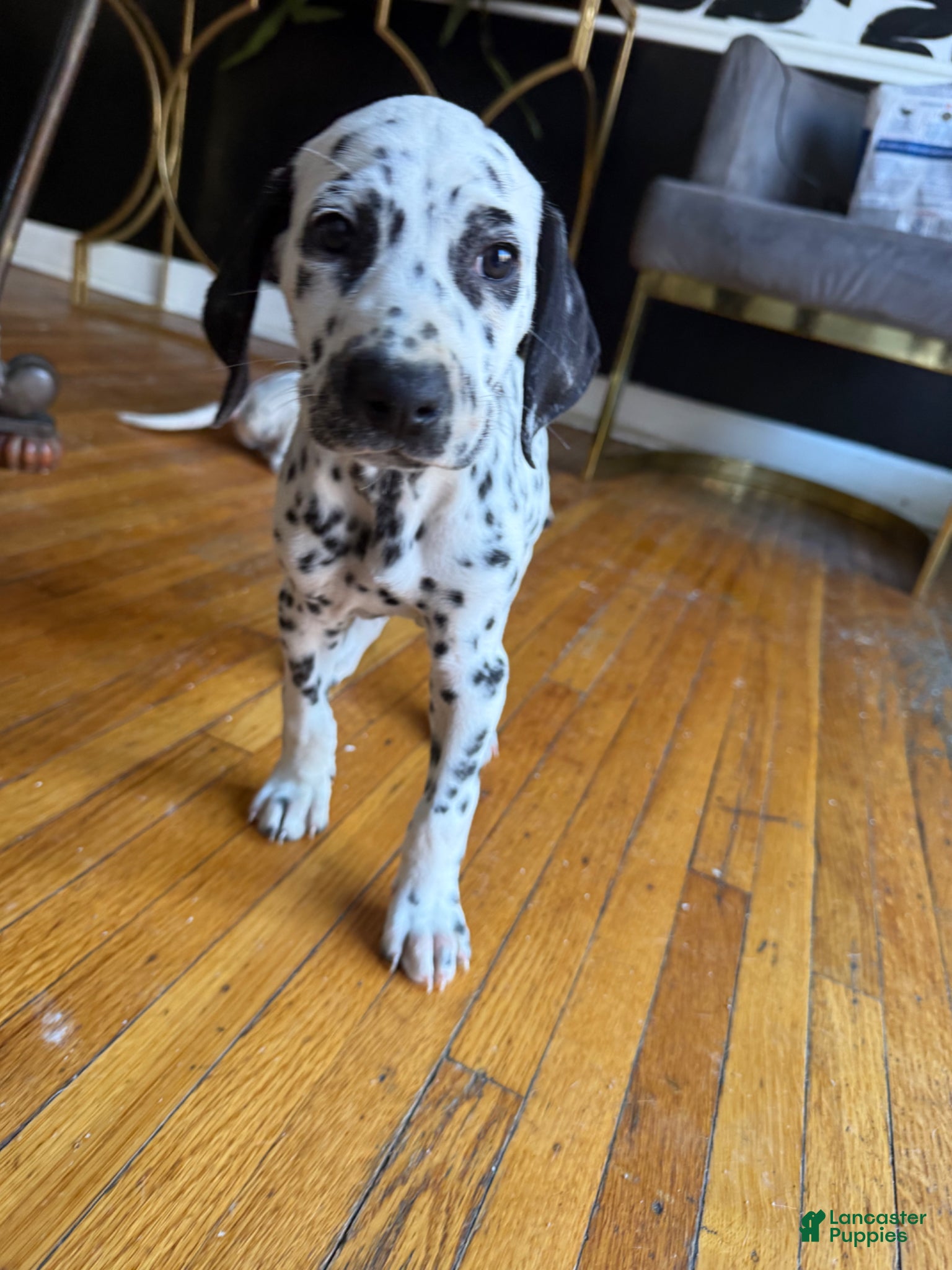 Dalmatian dogs Oreo - Ad 2