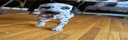 Dalmatian dogs for sale: Oreo - Ad 2