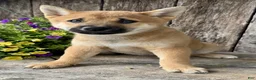 Shiba Inu dogs for sale: Tulip - Ad 3