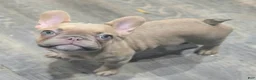 French Bulldog dogs for sale: 💛🍯Blondie🍯💛 - Ad 2