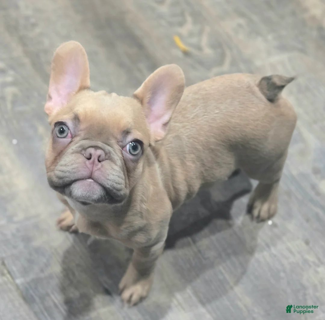French Bulldog dogs for sale: 💛🍯Blondie🍯💛 - Ad 2