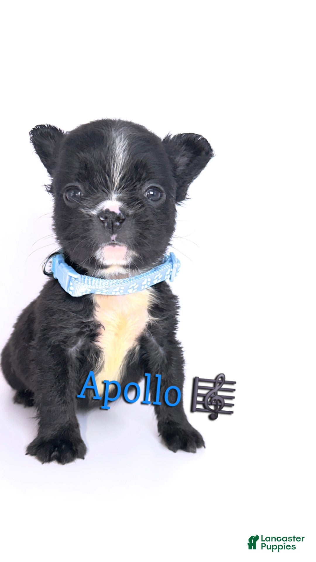 French Bulldog dogs for sale: Apollo🎼🐾 - Ad 1