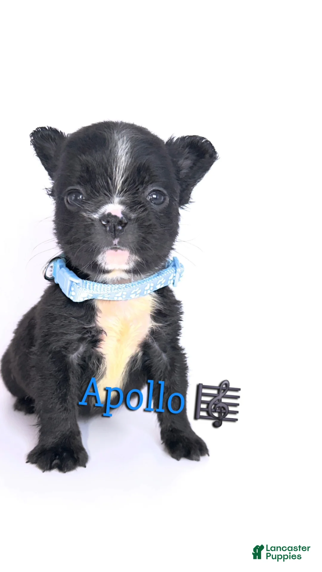 French Bulldog dogs for sale: Apollo🎼🐾 - Ad 1