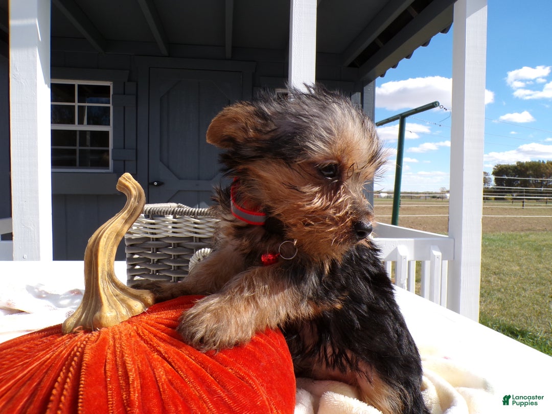 Yorkshire Terrier dogs for sale: Yorkshire Terrier Puppy 4 Milo - Ad 5