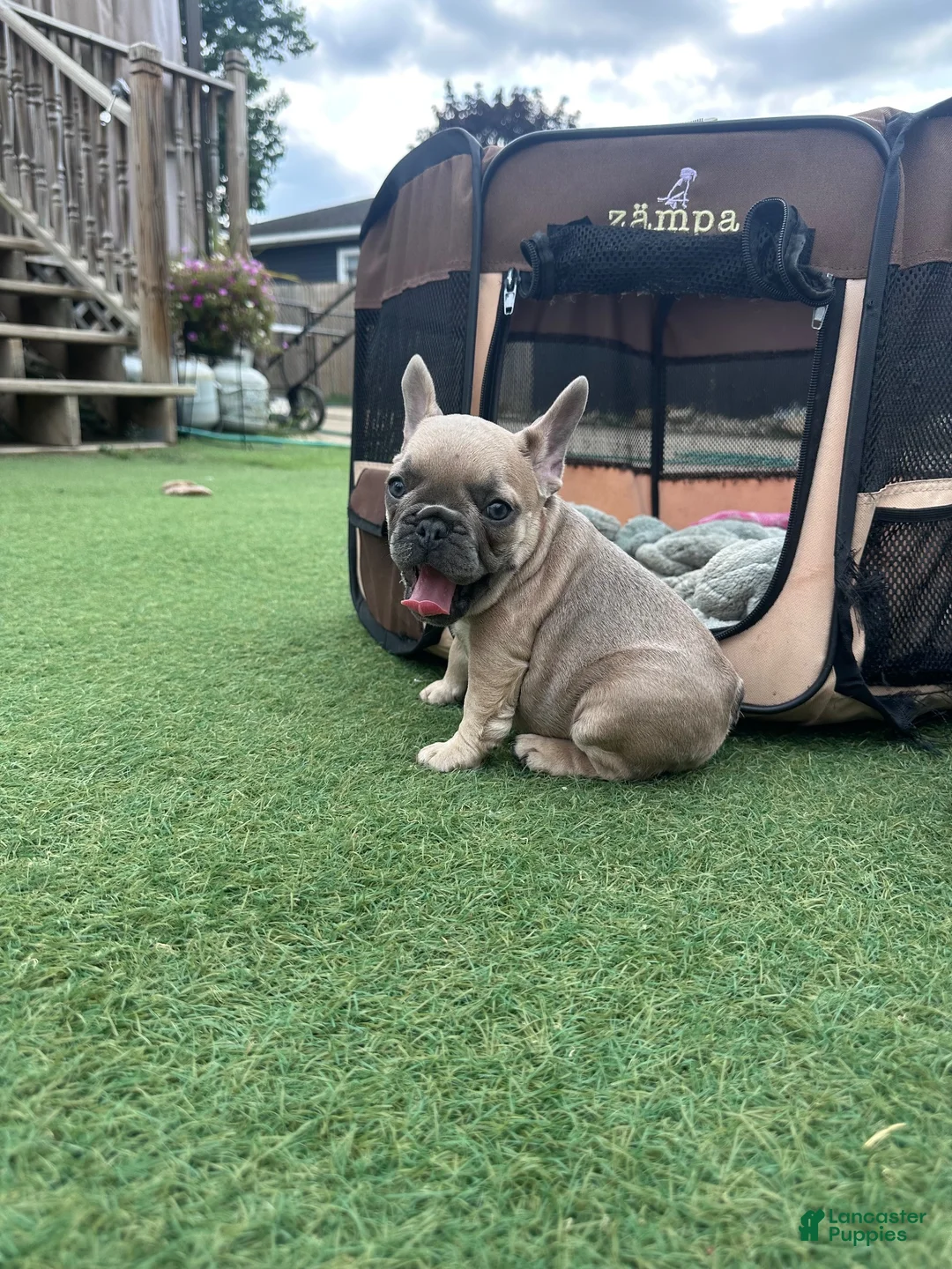 French Bulldog dogs for sale: French Bulldog 4 - Ad 2