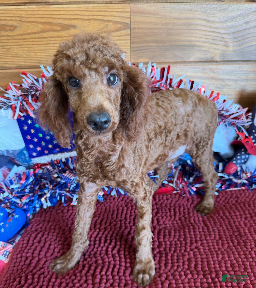 Miniature Poodle dogs for sale: Beau - Ad 2
