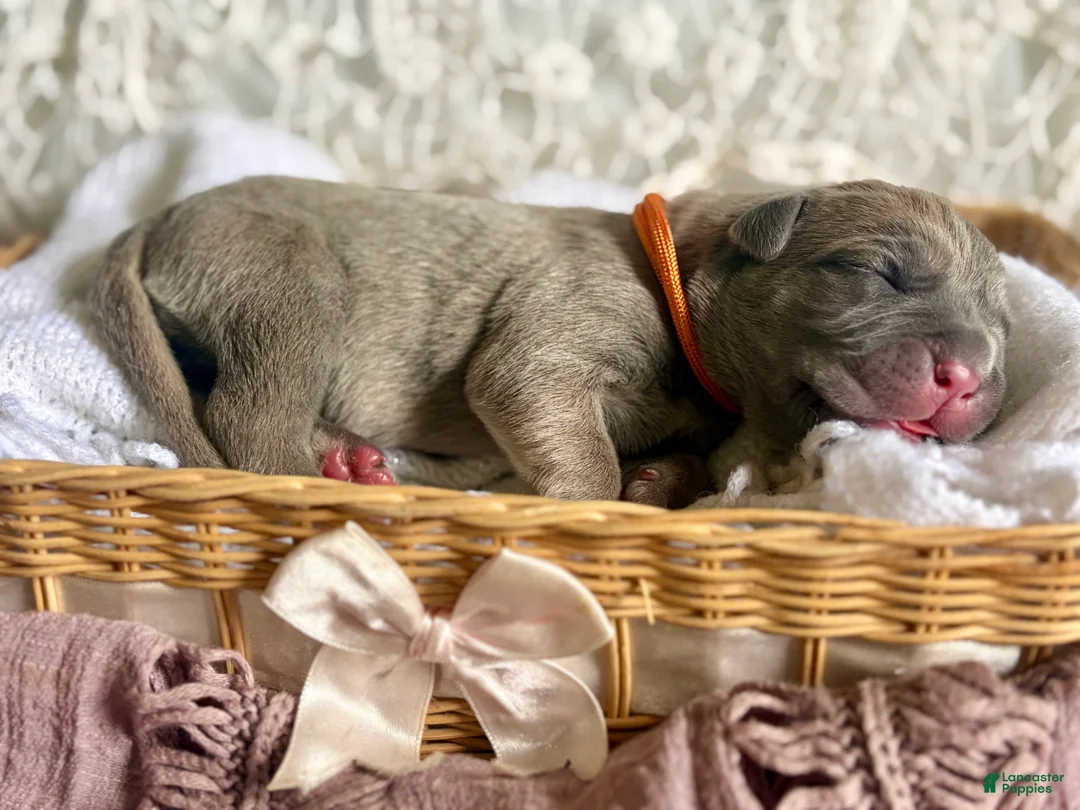 Cane Corso dogs for sale: Cane Corso Puppy 5 - Ad 1