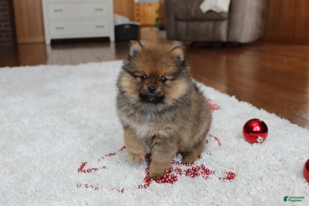 Pomeranian dogs for sale: Lyle - Ad 9