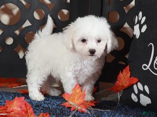 Bichpoo dogs Sebastian Show Stopping Poochon Puppy - Ad 32