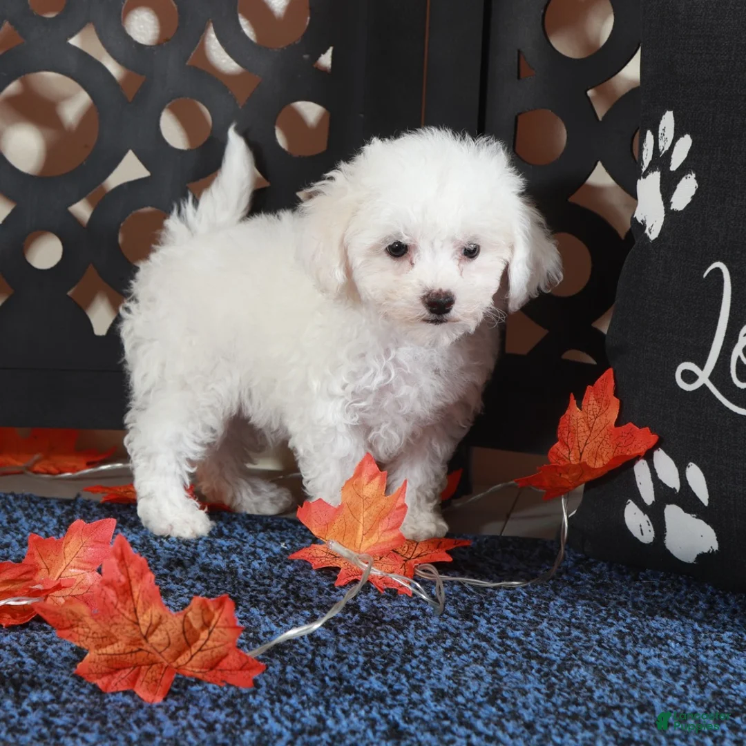 Bichpoo dogs for sale: Sebastian Show Stopping Poochon Puppy  - Ad 1