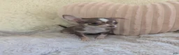 Chihuahua dogs for sale: Tiny  - Ad 8